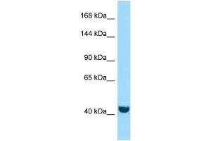 Western Blotting (WB) image for anti-FERM and PDZ Domain Containing 2 (FRMPD2) (N-Term) antibody (ABIN2790764)