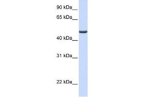 WB Suggested Anti-FDXR Antibody Titration: 0. (Ferredoxin Reductase 抗体  (Middle Region))