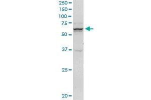 SNX9 monoclonal antibody (M03), clone 3C6. (SNX9 抗体  (AA 1-595))