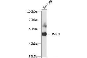 Western blot analysis of extracts of Rat ovary using DMKN Polyclonal Antibody at dilution of 1:3000. (Dermokine 抗体)