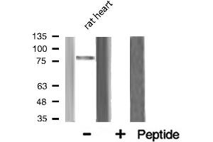 Western blot analysis of MRE11A expression in Rat heart lysate (Mre11 抗体  (Internal Region))