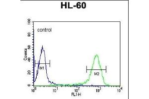 DCP2 Antibody (Center) (ABIN653129 and ABIN2842708) flow cytometric analysis of HL-60 cells (right histogram) compared to a negative control cell (left histogram). (DCP2 抗体  (AA 144-173))