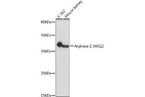 Western blot analysis of extracts of various cell lines, using Arginase 2  antibody (ABIN6131236, ABIN6137078, ABIN6137079 and ABIN6221969) at 1:1000 dilution. (ARG2 抗体  (AA 1-354))