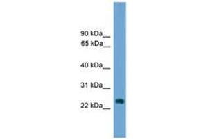 Image no. 1 for anti-Hairy and Enhancer of Split 7 (HES7) (AA 151-200) antibody (ABIN6744677) (HES7 抗体  (AA 151-200))