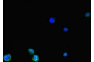 Immunofluorescent analysis of HepG2 cells using ABIN7170119 at dilution of 1:100 and Alexa Fluor 488-congugated AffiniPure Goat Anti-Rabbit IgG(H+L) (SLC2A3 抗体  (AA 205-269))