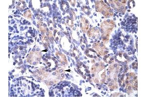 TRAP1 antibody was used for immunohistochemistry at a concentration of 4-8 ug/ml to stain Epithelial cells of renal tubule (arrows) in Human Kidney. (TRAP1 抗体  (N-Term))