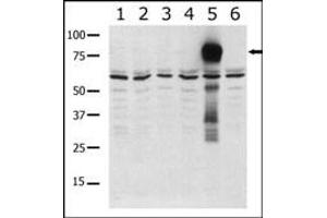Western blot analysis of anti-K5 b (ABIN392438 and ABIN2842036) in lysates from transiently transfected COS7 cells. (PAK7 抗体  (AA 168-198))