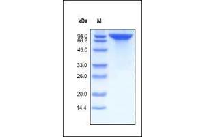 SDS-PAGE (SDS) image for Receptor tyrosine-protein kinase erbB-2 (ErbB2/Her2) (AA 23-652) (Active) protein (Fc Tag) (ABIN2181216)