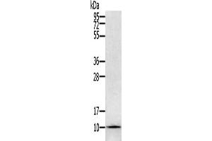 Gel: 12 % SDS-PAGE, Lysate: 40 μg, Lane: Hela cells, Primary antibody: ABIN7129614(GLRX Antibody) at dilution 1/800, Secondary antibody: Goat anti rabbit IgG at 1/8000 dilution, Exposure time: 1 minute (Glutaredoxin 1 抗体)
