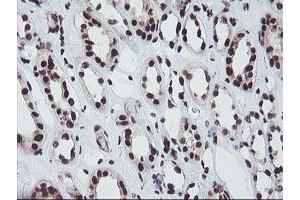 Immunohistochemical staining of paraffin-embedded Human Kidney tissue using anti-FMR1 mouse monoclonal antibody. (FMR1 抗体  (AA 36-279))
