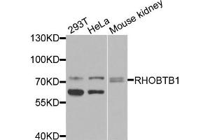 Western blot analysis of extracts of various cells, using RHOBTB1 antibody. (RHOBTB1 抗体)