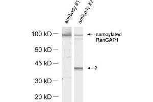 dilution: 1 : 1000, sample: HeLa cell lysate (SUMO1 抗体  (AA 2-20))