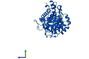 AlphaFold protein structure predicition of Human Recombinant DHODH Protein, UniprotID Q02127 (DHODH Protein (AA 1-395) (His tag))