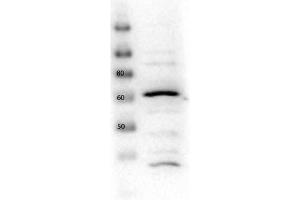 Western Blot of Rabbit anti-Glut2 antibody. (SLC2A2 抗体  (C-Term))