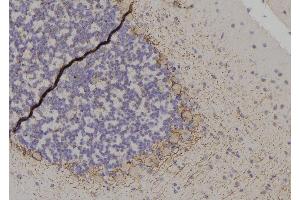 ABIN6256515 and ABIN6267566 at 1/100 staining Rat brain tissue by IHC-P. (14-3-3 zeta 抗体  (pThr232))