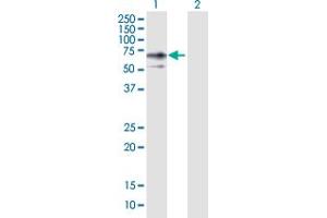 Western Blot analysis of ERO1L expression in transfected 293T cell line by ERO1L MaxPab polyclonal antibody.