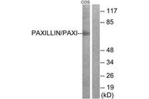 Western blot analysis of extracts from COS-7 cells, treated with Estradiol 0. (Paxillin 抗体  (AA 15-64))