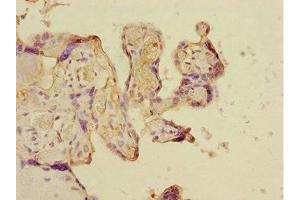 Immunohistochemistry of paraffin-embedded human placenta tissue using ABIN7149072 at dilution of 1:100 (CSRNP2 抗体  (AA 324-543))