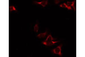 ABIN6272343 staining RAW264. (NAD-ME 抗体  (Internal Region))