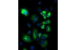 Anti-PKMYT1 mouse monoclonal antibody (ABIN2453480) immunofluorescent staining of COS7 cells transiently transfected by pCMV6-ENTRY PKMYT1 (RC222657). (PKMYT1 抗体)