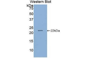 Western Blotting (WB) image for anti-Retinol Binding Protein 4, Plasma (RBP4) (AA 19-201) antibody (ABIN1078485) (RBP4 抗体  (AA 19-201))