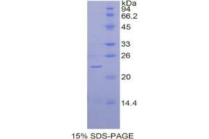 SDS-PAGE analysis of Dog BMP2 Protein. (BMP2 蛋白)