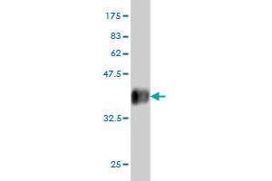 Western Blotting (WB) image for anti-Peptidylprolyl Isomerase (Cyclophilin)-Like 1 (PPIL1) (AA 76-166) antibody (ABIN565647)