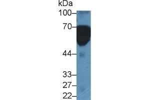 Western Blotting (WB) image for anti-Kininogen 1 (KNG1) (AA 225-407) antibody (ABIN7438388)