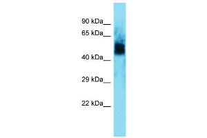 Host:  Rabbit  Target Name:  Uncx  Sample Type:  Rat Muscle lysates  Antibody Dilution:  1. (UNCX 抗体  (N-Term))