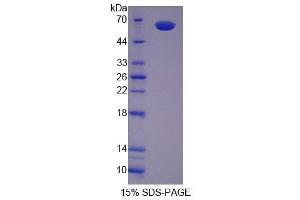SDS-PAGE analysis of Mouse SCRN1 Protein. (Secernin 1 Protein (SCRN1))