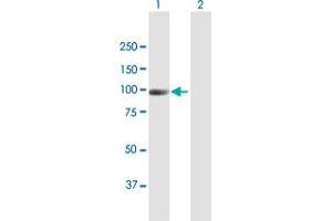 Western Blot analysis of NAV2 expression in transfected 293T cell line by NAV2 MaxPab polyclonal antibody. (NAV2 抗体  (AA 1-873))