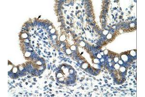 Image no. 1 for anti-Copine I (CPNE1) (AA 75-124) antibody (ABIN203200) (CPNE1 抗体  (AA 75-124))