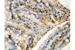 IHC-P: MAPK8/9 antibody testing of rat intestine tissue (MAPK8 / MAPK9 (Middle Region) 抗体)