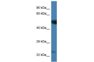 WB Suggested Anti-Plk3 Antibody Titration: 1. (PLK3 抗体  (C-Term))