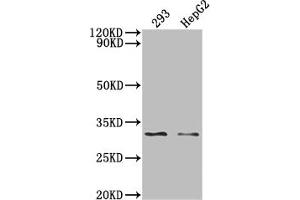 Western Blot Positive WB detected in: 293 whole cell lysate, HepG2 whole cell lysate, All lanes: NDUFS3 antibody at 1:2000 Secondary Goat polyclonal to rabbit IgG at 1/50000 dilution Predicted band size: 31, 15 KDa Observed band size: 31 kDa (Recombinant NDUFS3 抗体)