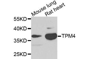 Western blot analysis of extracts of mouse lung and rat heart cells, using TPM4 antibody. (Tropomyosin 4 抗体)
