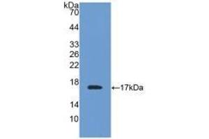 Detection of Recombinant TTR, Mouse using Polyclonal Antibody to Prealbumin (PALB) (TTR 抗体  (AA 21-147))