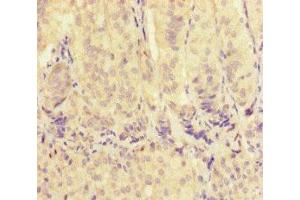 Immunohistochemistry (IHC) image for anti-Voltage-Dependent Anion Channel 2 (VDAC2) (AA 2-36) antibody (ABIN7175563)