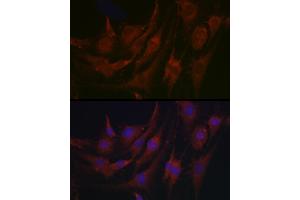 Immunofluorescence analysis of C6 cells using PRG2 Rabbit pAb (ABIN3016203, ABIN3016204, ABIN3016205, ABIN1682289 and ABIN6219622) at dilution of 1:100 (40x lens). (PRG2 抗体  (AA 17-222))
