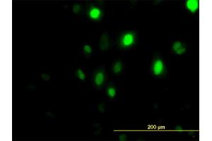 Immunofluorescence (IF) image for anti-Polo-Like Kinase 1 (PLK1) (AA 1-603) antibody (ABIN562276)