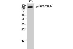 Western Blotting (WB) image for anti-Janus Kinase 3 (JAK3) (pTyr785) antibody (ABIN3182638) (JAK3 抗体  (pTyr785))