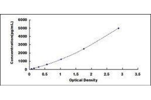 Prolylcarboxypeptidase (PRCP) ELISA Kit