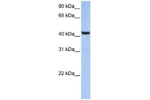 WB Suggested Anti-B3GNT7 Antibody Titration:  0. (B3GNT7 抗体  (N-Term))
