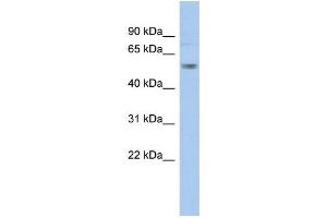 Western Blotting (WB) image for anti-Potassium Voltage-Gated Channel, Shaker-Related Subfamily, Member 1 (KCNA1) (Middle Region) antibody (ABIN2776084)