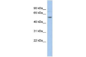 WB Suggested Anti-KCNA1 Antibody Titration:  0. (KCNA1 抗体  (Middle Region))
