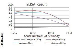 Black line: Control Antigen (100 ng), Purple line: Antigen(10 ng), Blue line: Antigen (50 ng), Red line: Antigen (100 ng), (Ezrin 抗体  (AA 292-464))