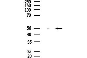 anti-Synaptotagmin X (SYT10) antibody