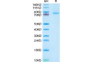 TNFSF9 Protein (Trimer) (Fc Tag)