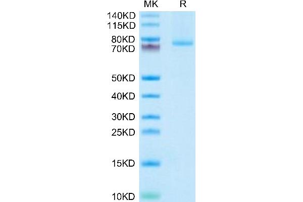 TNFSF9 Protein (Trimer) (Fc Tag)
