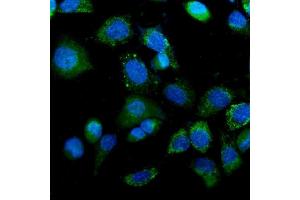 IF analysis of IDH2 using anti-IDH2 antibody (ABIN7602787). (IDH2 抗体  (C-Term))